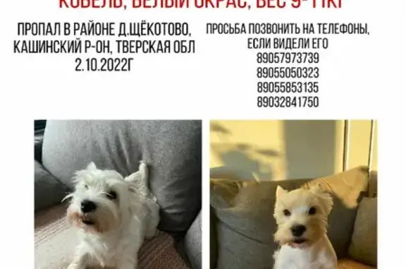Пропала собака 28Н-0647 в Коржавино, Щёкотово