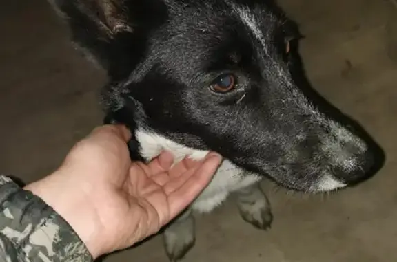 Найдена собака на улице Щербакова в Тюмени