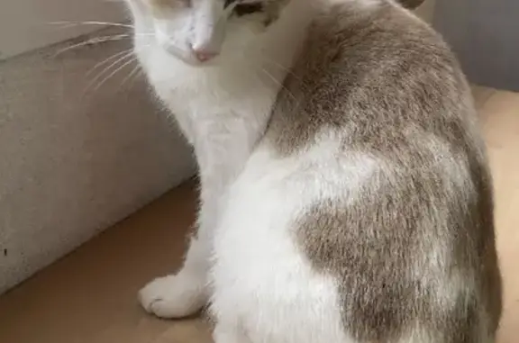 Потерянные животные Москва, фото: Пропала кошка Дуся на Тёплом Стане, Москва