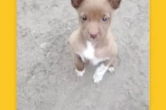 Найден щенок на Урожайной ул. в Кургане