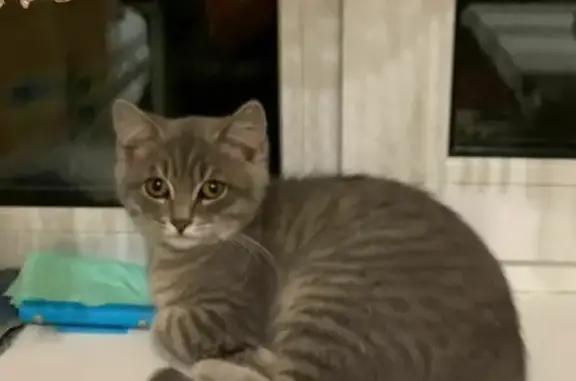 Кошки потеряшки, Раздолье, фото: Потеряшка кошка с ошейником, Раздолье 19