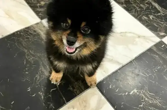 Собаки потеряшки, Москва, фото: Потеряшка собака Вилли в СНТ Яковлево, Москва