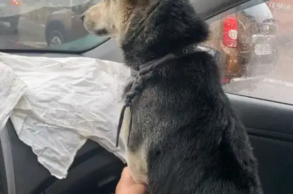 Собака Кобель найдена в Московской области.