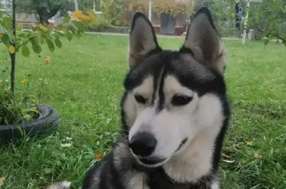 Собака Хаски найдена на улице Заслонова, 78, Белгород