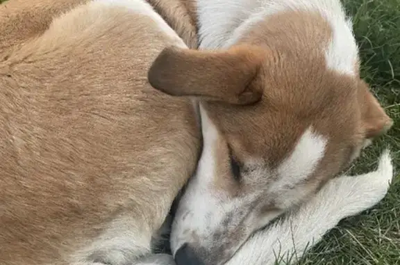 Найдена рыжая собака возле острова Татышев в Красноярске