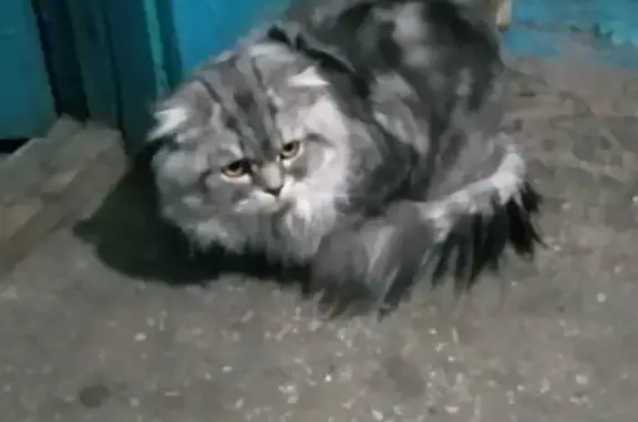 Найден чистокровный британский кот на ул. Недорезова, 42