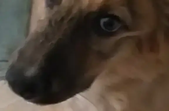 Найдена рыжая собака в Кусковском просеке, Москва