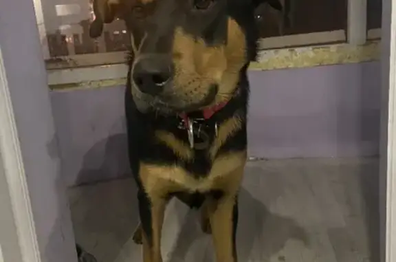 Найдена собака на улице Джалиля Киекбаева, 8, Уфа