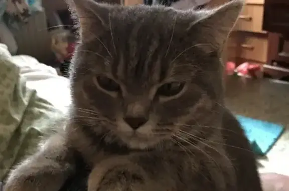 Потерянные животные Набережные Челны, фото: Пропала кошка Луна на Набережной Фикрята Табеева