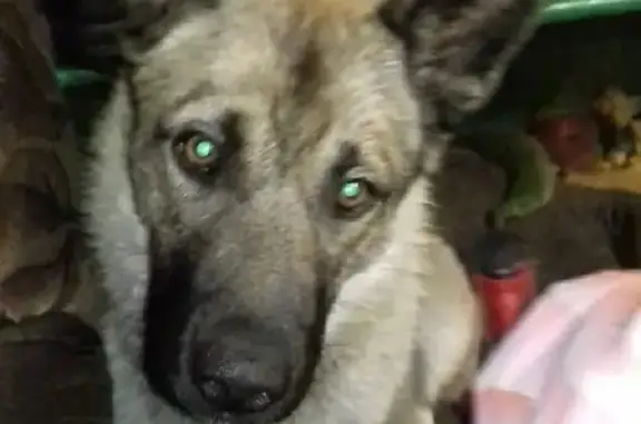 Пропала собака Локи на Комсомольской площади, Воркута