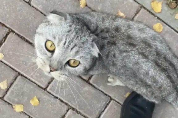 Пропала кошка в Обнинске, нужна помощь в поиске!