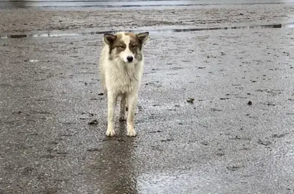 Найдена собака на площади Усова, 3.