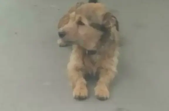 Собаки потеряшки, Москва, фото: Потеряшка собака Боба на ул. Староспасской, Москва