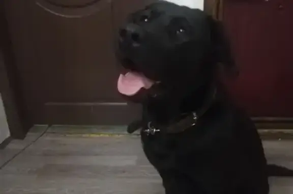 Собака Лабрадор, черный, 46Н-11288, Серпухов