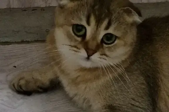 Кошки потеряшки, Москва, фото: Потеряшка кошка в районе Нагатино-Садовники, Варшавское шоссе, 51 к1, Москва.