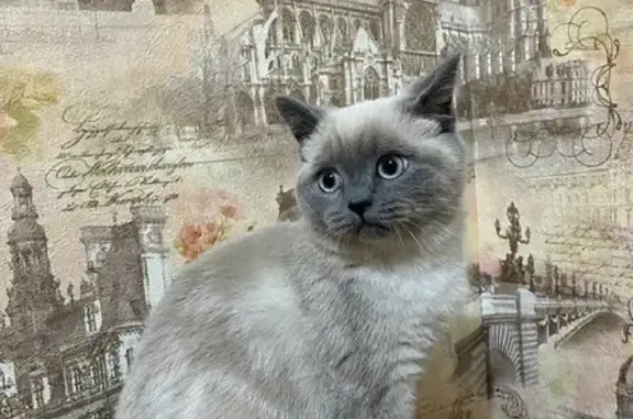 Пропала кошка Сима на Комсомольской, 86