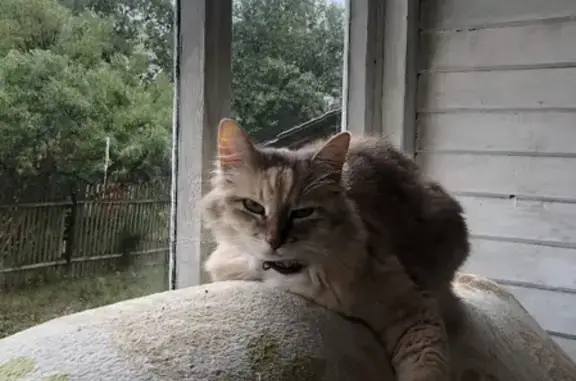 Кошки потеряшки, Москва, фото: Потеряшка кошка на улице Тюленева, Москва