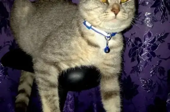 Кошки потеряшки, , фото: Потеряшка котик Вася в районе Монгоры, Сызрань