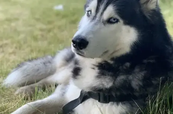 Собаки потеряшки, Санкт-Петербург, фото: Потеряшка собака хаски Майк на ул. Танкиста Хрустицкого, 102