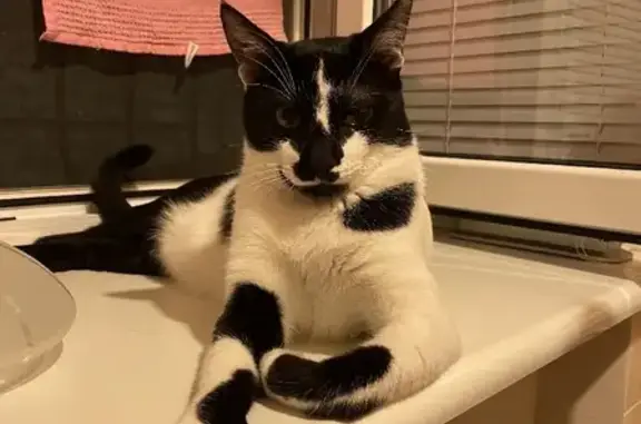 Потерянные животные , фото: Пропал кот Мурчик на Советской, 12