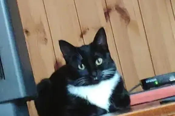 Найдена черно-белая кошка на Садовой улице