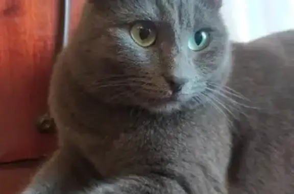 Кошки потеряшки, Санкт-Петербург, фото: Потеряшка русская голубая кошка на пр. Стачек, 67 к3