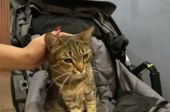 Найдена кошка на 40 лет Победы, 6 в Нижнем Новгороде