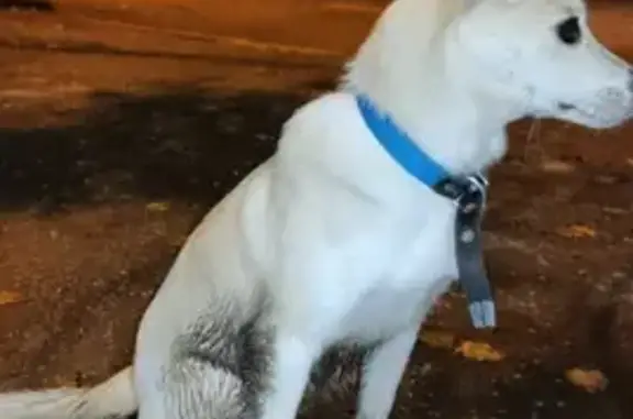 Найдена молодая собака на Тарутинской улице, Калуга