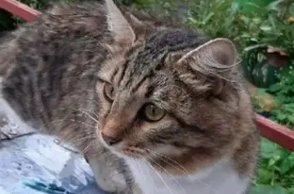 Найдена домашняя кошка с ошейником на Генерала Лизюкова, 9