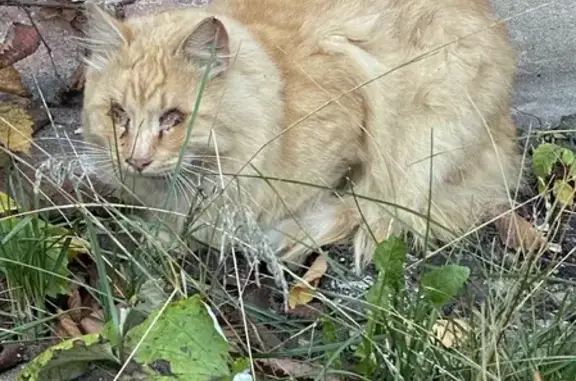 Найден рыжий кот с повреждениями глаз на Комсомольской, 24, Кострома