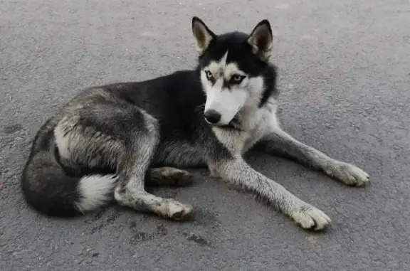 Найдена домашняя собака на ул. Черевичкина, 103, Ростов-на-Дону