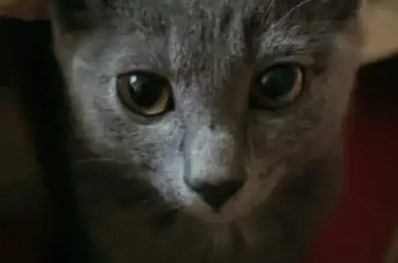 Пропала кошка на Некрасовской 52, Владивосток