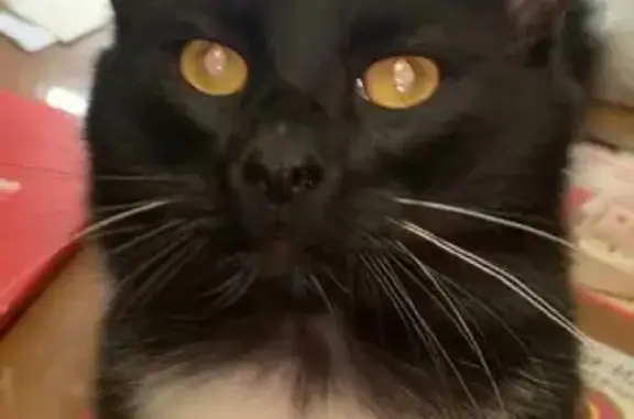 Кошки потеряшки, Санкт-Петербург, фото: Потеряшка кот на Шкиперском протоке 14 к1, СПб