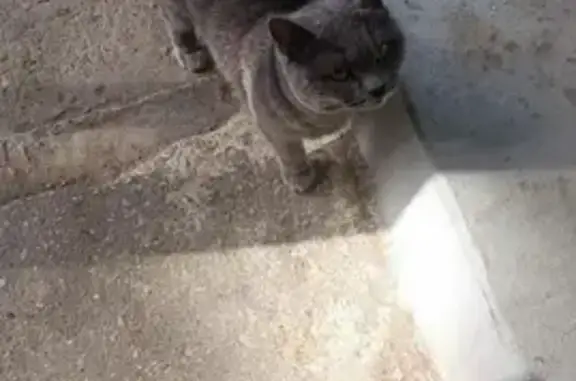 Найдена кошка на ул. Ген. Епишева, 34