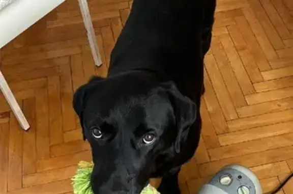 Собаки потеряшки, Москва, фото: Потеряшка Лабрадор Блэк, Петровско-Разумовский проезд 24 к20, Москва