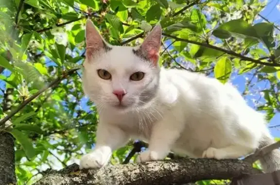 Пропала белая кошка Мальчик на Восточной улице, Московская область