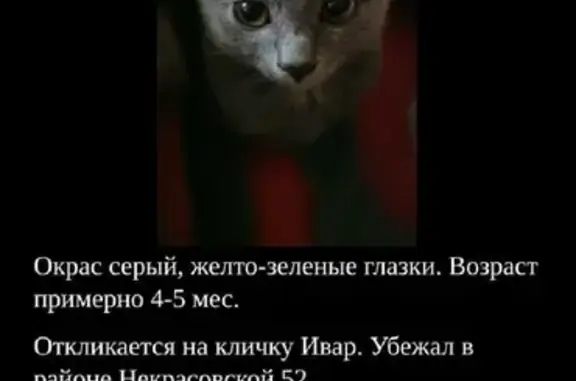 Пропала кошка Ивар, Некрасовская ул. 52, Владивосток.