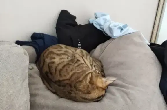 Кошки потеряшки, Санкт-Петербург, фото: Потеряшка бенгальская кошка Лионель на Большом Сампсониевском проспекте