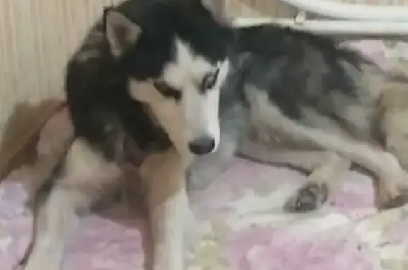 Пропала собака Хаски на улице Фурманова, 6, Новомосковск