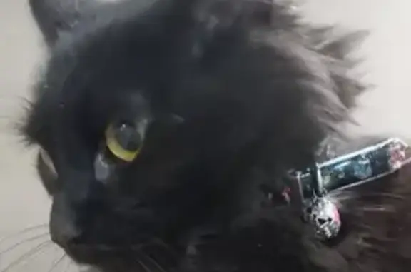 Найден чёрный кот на 24-й улице в Абакане