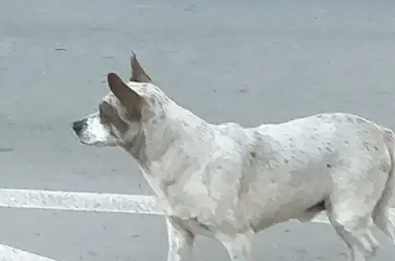 Найдена собака на улице Чехова, Таганрог
