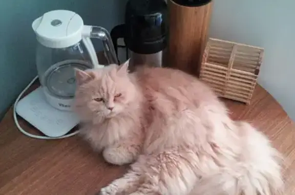 Персидский кот найден в подвале, Ленинск-Кузнецкий, Мыски.
