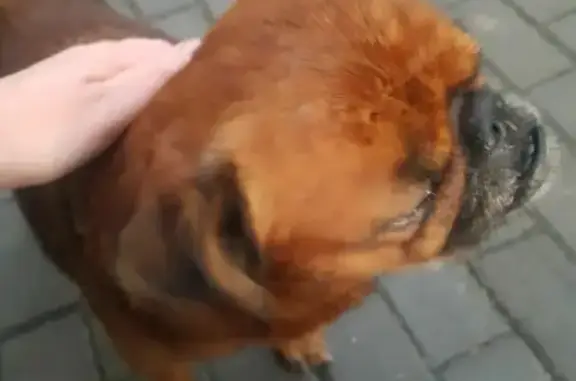 Найдена молодая собака на Батенькова, Томск
