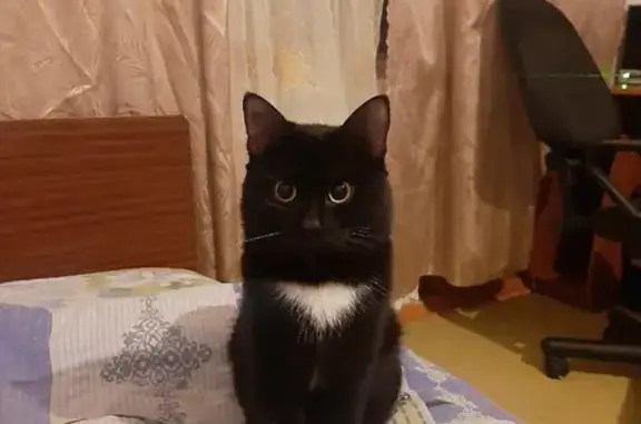 Кошки потеряшки, Киров, фото: Потеряшка кошка Кеша на ул. Кирова 4