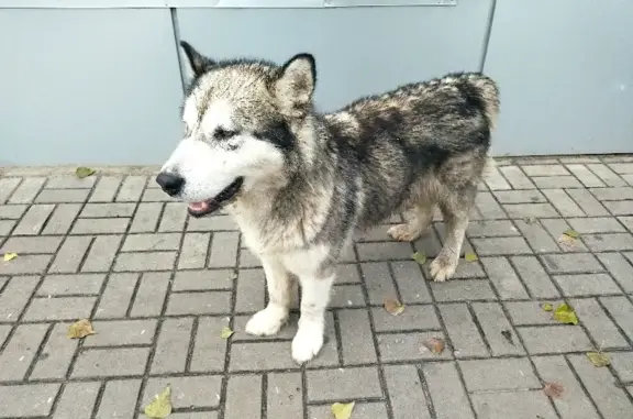 Собака найдена на Ленинском проспекте, Воронеж.