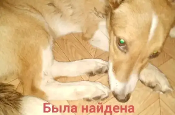 Собака найдена с переломов нет, ул. Терешковой 29, Кемерово