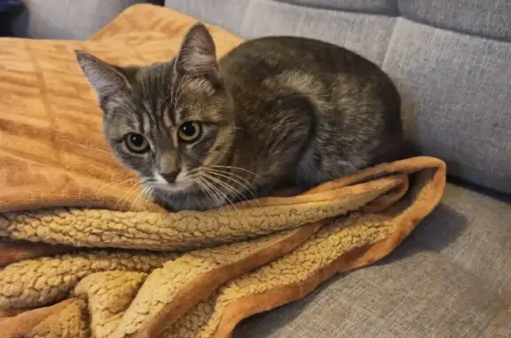 Объявления о пропавших и найденных животных, Тольятти, фото: Пропала беременная кошка возрастом 7 мес. на бульваре Курчатова, Тольятти