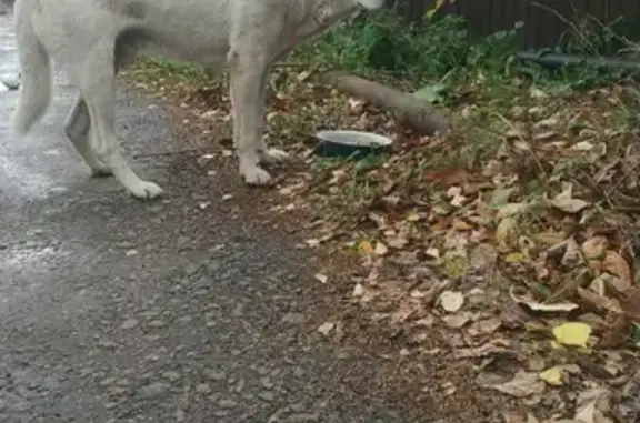 Найден пёс на Бисеровском шоссе
