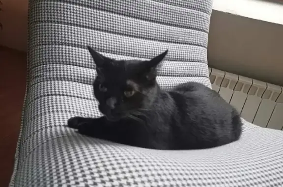 Найден Чёрный кот в Северном районе Москвы