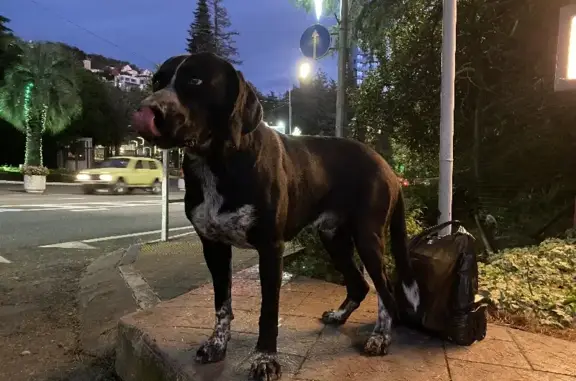 Найдена умная собака возле гостиницы 